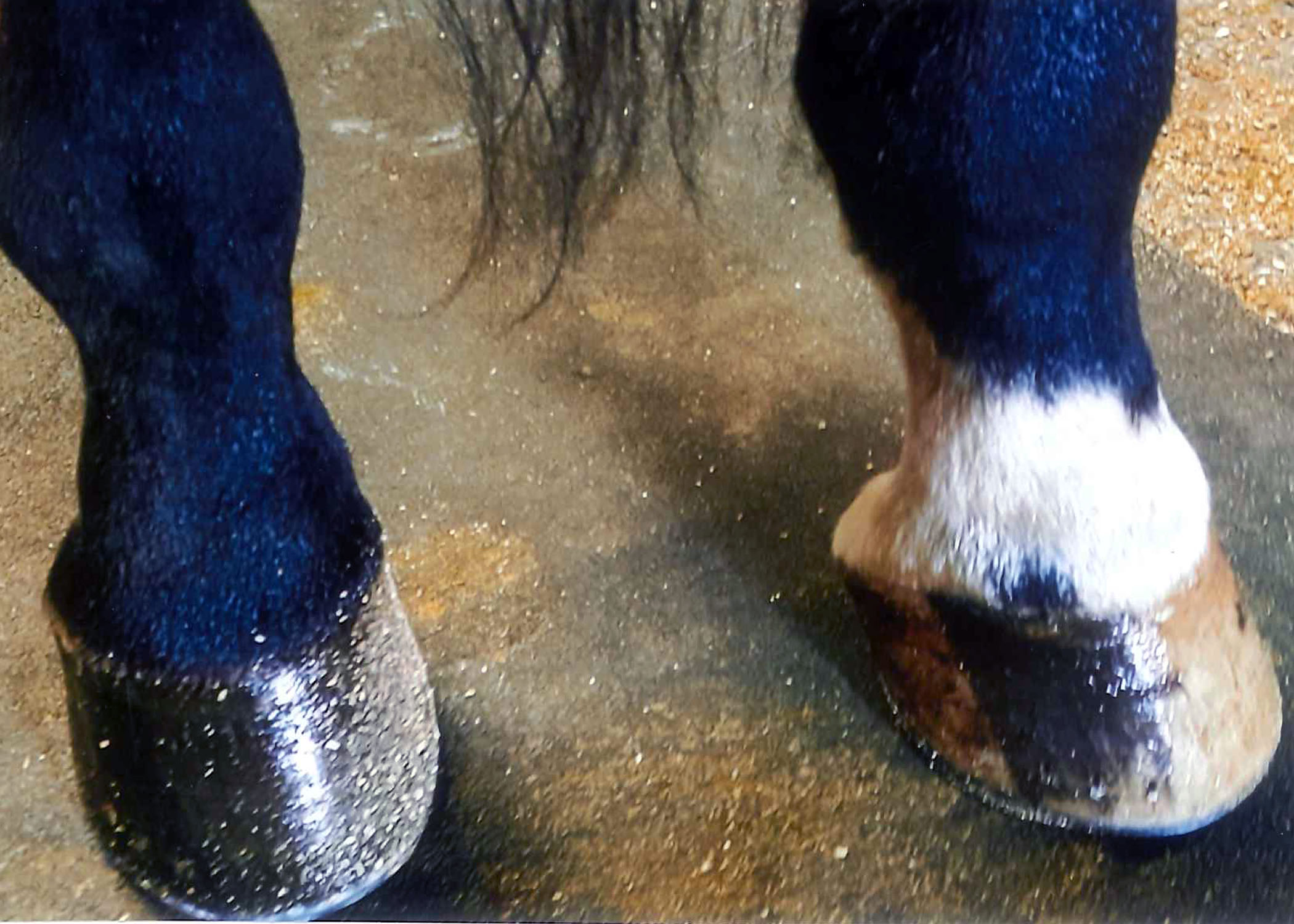 Horse shoeing